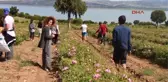 Burdur Üniversiteliler Lisinia'da Gül Topladı