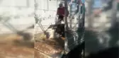 Çiftlikten Kaçan Deve Kuşu Panik Yaşattı