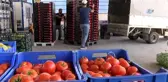 Rusya Kapısı Açılmazsa Domatesler Salça Olacak