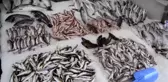 Balık Fiyatlarında 