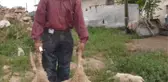 Yanlış Aşı Vurulan Koyunlardan 8'inin Telef Olduğu Iddiası