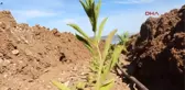 Burdur Lisinia'da Dağçayı Yetiştirilecek