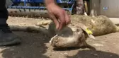Denizli'de 'Yanlış Aşının 12 Kuzuyu Telef Ettiği' İddiasına Soruşturma