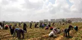 Çukurova'da İşçiler 49 Lira İçin 15 Saat Çalışıyor