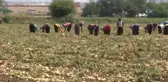 49 Lira İçin 15 Saat Çalışıyorlar