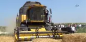 Adana'da Buğday Rekoltesi Coştu
