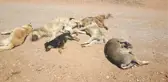Ayvalık'ta Köpek Katliamı! Öldürüp İlçe Dışına Atılar