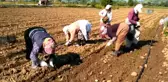 Bafra Ovası'nda Tütün Dikim Sezonu Açıldı
