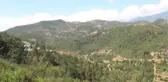 Gazipaşa Ilçesinde Ada Çayı Hasadı Başladı