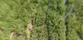 Beyşehir Gölü'nde Elektroşoklu Avcılar Droneli Takiple Suçüstü Yakalandı