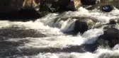 İnci Kefallerin Zorlu Yolculuğu Devam Ediyor