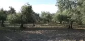 Zeytinciler Için Önemli ve Güzel Bir Gelişme