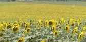 Ayçiçeğinde Yüksek Rekolte Beklentisi