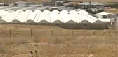 Ramazanda Sıcak Havada Gül Mesaisi