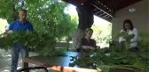 Hatay'da İpek Böcekçiliği Yaşatılmaya Çalışılıyor