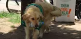 Çöpçü Köpek Kadro Bekliyor