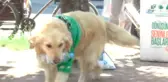 Çöpçü Köpek Kadro Bekliyor