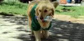 4 Ay Önce Barınağa Bırakılan Abdiş Köpek, Sokakta Çöp Topluyor