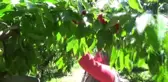 Tokat'tan Rusya'ya Kiraz İhracatı