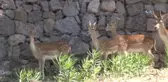 Bu da İzmirli Bambi