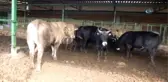 Burhaniye' de Kadın Mühendis Damızlık Üretimine Başladı