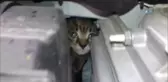 Motora Giren Yavru Kedi Sıkıştığı Yerden 3 Saat Sonra Çıkarılabildi