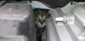 Otomobilin Motoruna Giren Yavru Kedi Zor Anlar Yaşattı