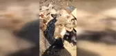 Yalova'da Köpeklerin Zehirlendiği İddiası Hayvanseverleri Harekete Geçirdi