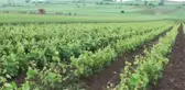 Avrupa 