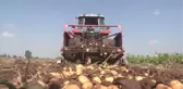 Kavurucu Sıcak Altında Tarlada Ekmek Mücadelesi - Adana