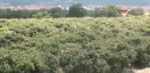 Isparta'da 8 Bin Ton Gül Çiçeği Rekoltesi Bekleniyor