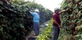 Açık Alanda Böğürtlen Hasadı Başladı