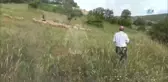Biga'da Çalınan Hayvanlar Otlatılırken Bulundu
