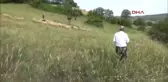 Çanakkale'den Çalınan Koyunlar Balıkesir'de Bulundu