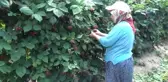Silifke'de Açık Alan Böğürtlen Hasadı Başladı