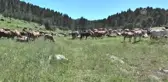 Güneş Panelli Çobanlar
