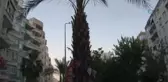 Palmiye Ağacını Çöp Ağacına Çevirdiler