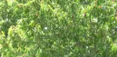 Soğuk Hava Kiraz Üreticisini de Vurdu