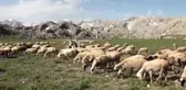 Yörükler Yaylalara Göç Ediyor