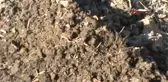 Adıyaman Solucan Gübresiyle Ürün Verimini Iki Kat Arttırdı