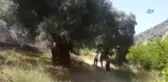 Sultanhisar'daki Yangının Sebebi İzmarit