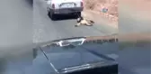 Arabanın Arkasına Bağlanıp Sürüklenen Köpeği Jandarma ve Haydos Kurtardı.