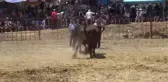 Germencik'te Boğa Güreşi Festivali