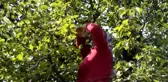 Limon Armudu Hasadı Başladı