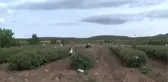 Bastona Gizlenen Fidandan 