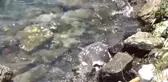 Muğla'da Ölü Caretta Caretta Sahile Vurdu