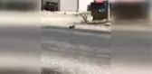 Yılanların Dansı Böyle Görüntülendi