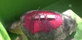 Caretta Carettalara Uluslararası Sularda Takip
