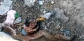 Köylülerin Kürekle Öldürdüğü 2 Metrelik Yılanın İçinden Tavuk Çıktı!