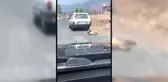 Otomobilin Arkasına Bağlanıp Sürüklenen Köpeğin Kurtarılması
